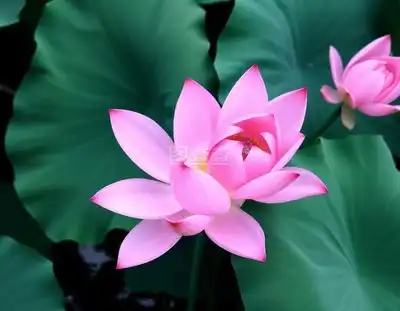 半开的荷花图片,高清大图