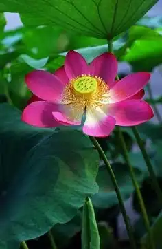 植物莲花

