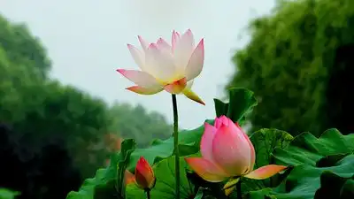 唯美清新荷花摄影图片