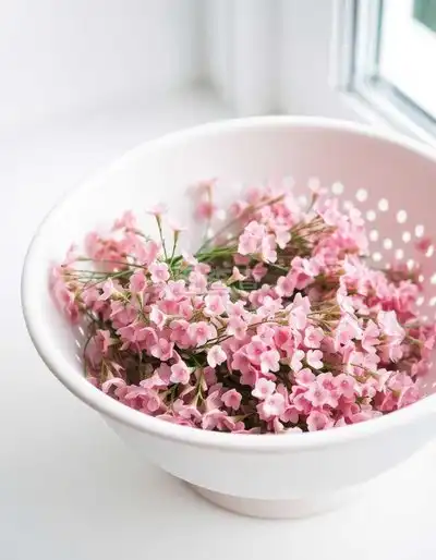 杯子里的花手机微信图片