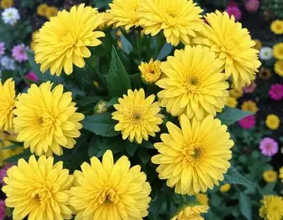 菊花头像