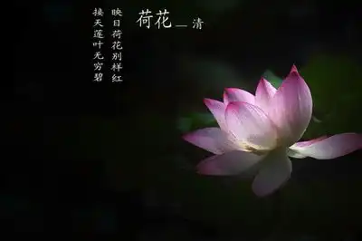 荷花图片大全大图唯美
