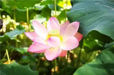莲花叶子枯萎怎么回事,叶子枯萎怎么办
