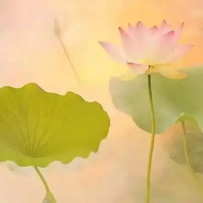 我是佛前的一朵莲花(好美)
