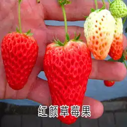 草莓苗基地草莓苗价格
