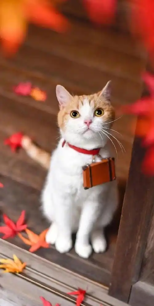 2020春夏时尚,竟刮起一阵猫风
