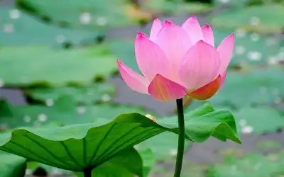 广告荷花抠图豆包助力AI抠图,快速获取透明背景图像
