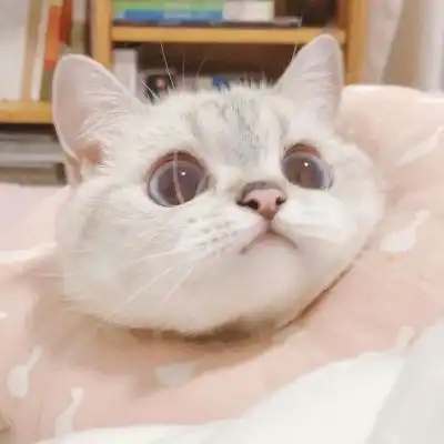 猫咪卡通动漫头像
