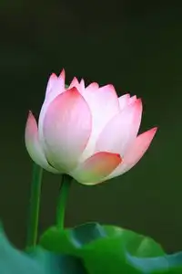 关闭在盛开的美丽的莲花
