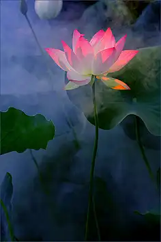 佛系
