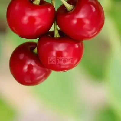 手机好看头像图片大全