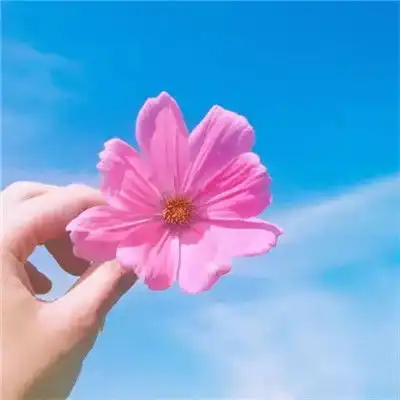 简单的头像干净清新,别样的雅致美感2
