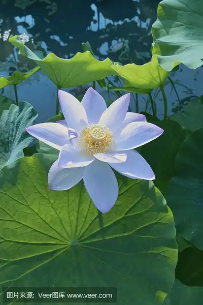 莲花
