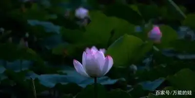 水上公园景观图高清
