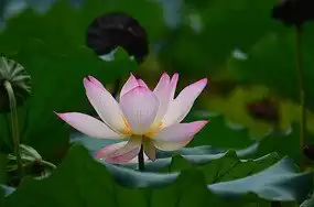莲花花朵花卉
