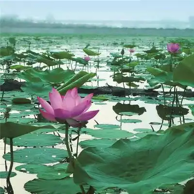 晋源区大寺荷风风景变丰景
