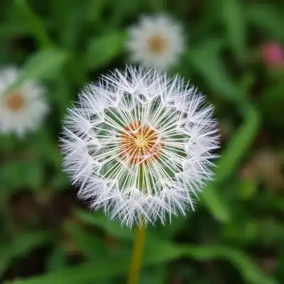 蒲公英唯美头像