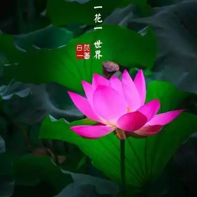 一个家庭最好的风水是什么?
