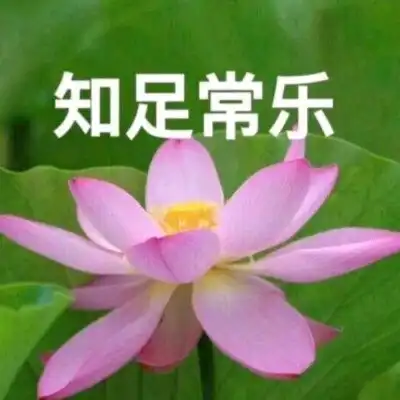 莲荷花头像沙雕
