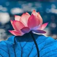 黄帝内经:人活一口气,捋顺这口气,人生多顺利
