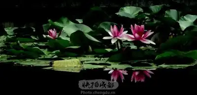 梦莲by拍客惊天奇石快拍作品