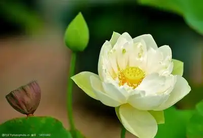 高清荷花摄影作品图片
