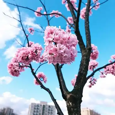 微信头像图片大全2019微信最吉利好看风景头像大全
