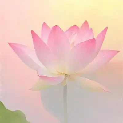 独一无二的莲花头像,女人运气最好的微信头像图片
