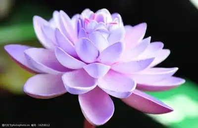 唯美的荷花图片
