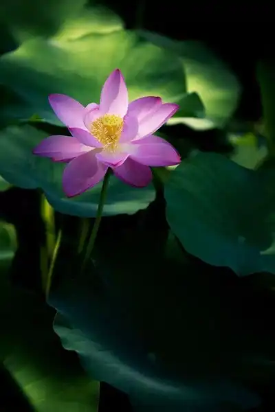 莲花湖的早晨