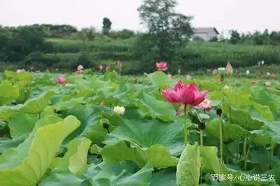 含有清甜莲子的子莲,要如何高产栽培?整地施肥要上心
