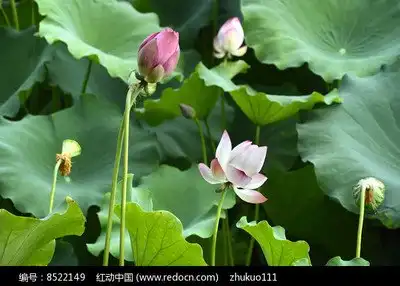 荷花与莲蓬
