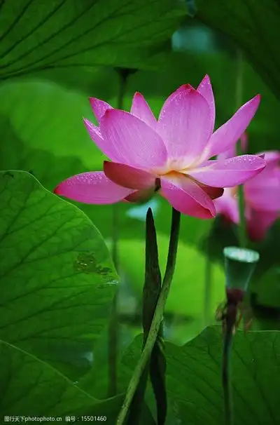 盛开的莲图片素材
