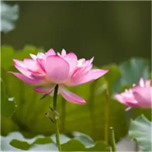 莲花荷花的头像,图片头像图片
