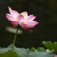 莲花出淤泥而不染
