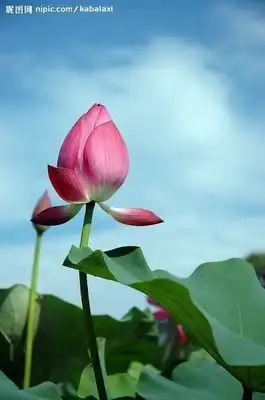 荷花桌面壁纸高清大图(第1页)
