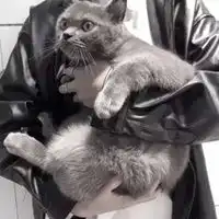 抱猫不露脸的男生头像高清好看的
