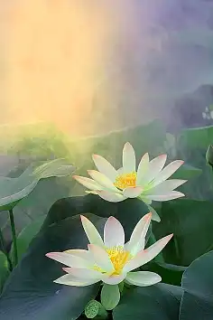 莲花
