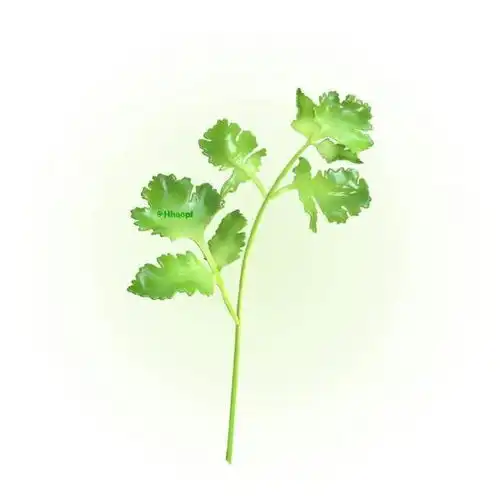 简单干净的食物微信头像
