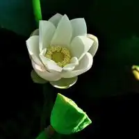 莲花微信头像图片清新绿色的荷叶配上像水芙蓉一般的荷花
