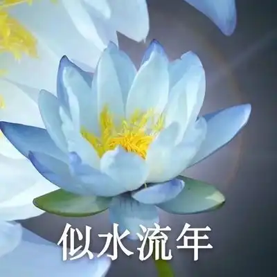 阿言:佛系小莲花一系列暴躁莲花微信头像家长头像母亲惯用
