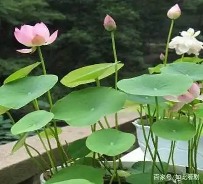 碗莲(桌上莲)的简单介绍
