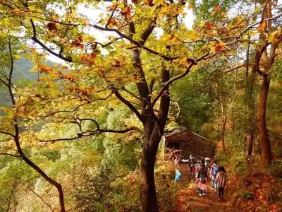 Bluelotus秋色南黄古道秋韵南黄古道,行摄金秋枫叶,赏琼台仙境风景
