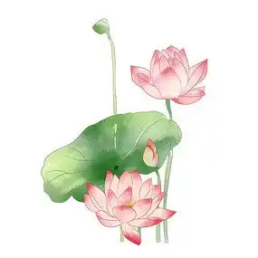 荷花手绘图图片
