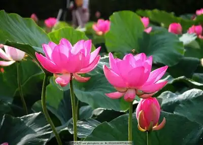 荷花高清图片
