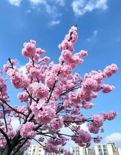 微信头像图片大全2019微信最吉利好看风景头像大全
