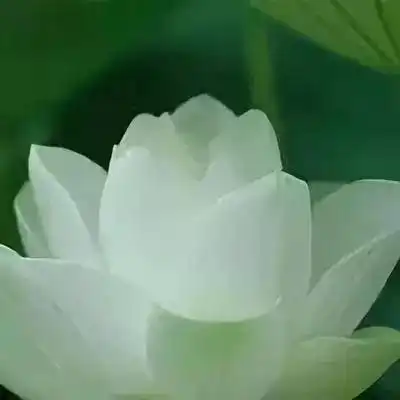 全网最全莲花头像,love&peace